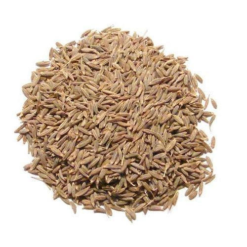 fresh-cumin-seeds-jeera-gota