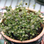 thyme seedling