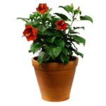 red-hibiscus-plant