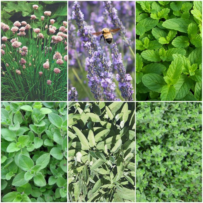 475-475-image-475-perennial herb collection